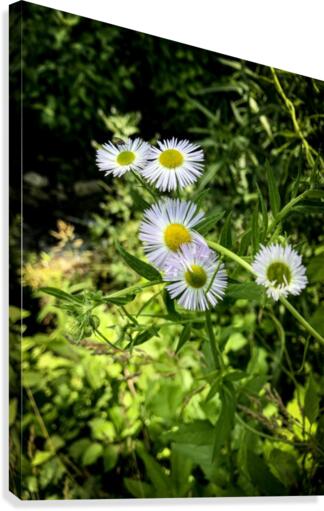 Wildflowers Canvas Print