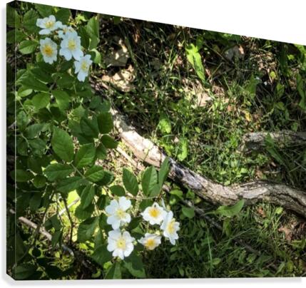 Daisy Cluster Canvas Print