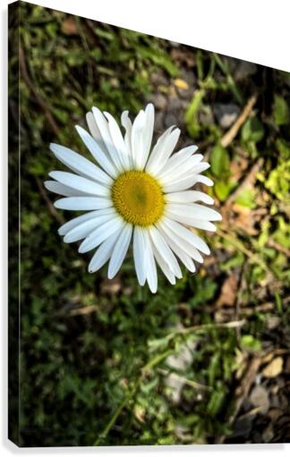 White Daisy Canvas Print