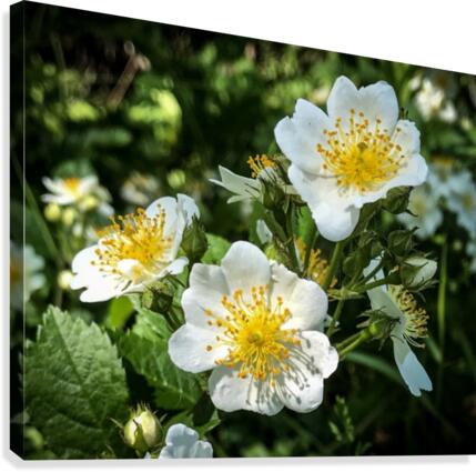 White Wildflowers  Canvas Print