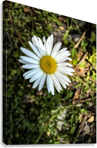 White Daisy  Canvas Print