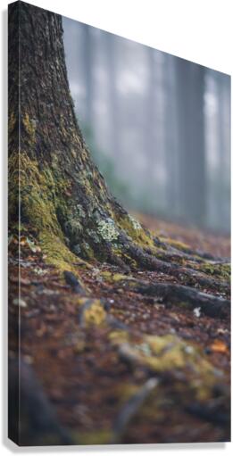 Misty Stump Canvas Print