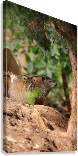 Groundhog Watching  Canvas Print