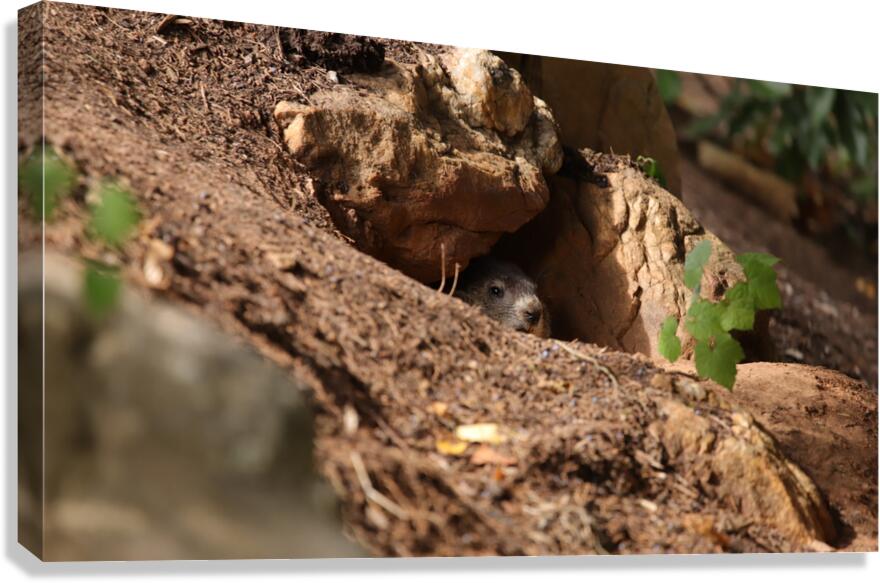 Groundhog Peaking Canvas Print
