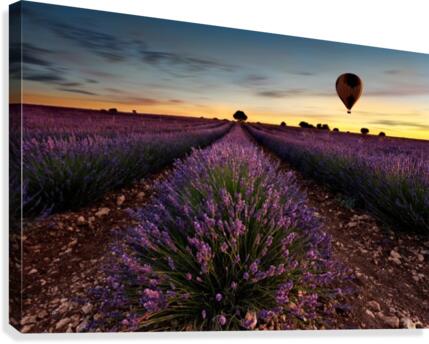 Fly away Canvas Print