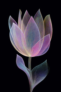 FLORAL 31