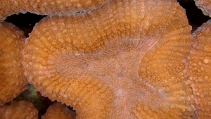 Orange Hard Coral