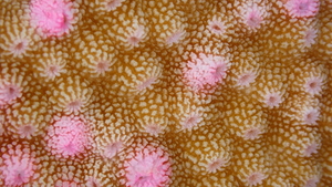 Brown and Pink Hard Coral