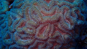 Pink and Blue Hard Coral