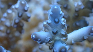Blue and White Branching Hard Coral