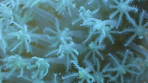 White Coral Polyps