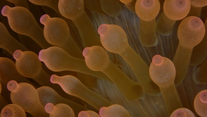 Orange and Pink Anenome