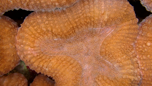 Orange Hard Coral by Hugh E Aaron