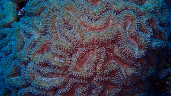 Pink and Blue Hard Coral by Hugh E Aaron