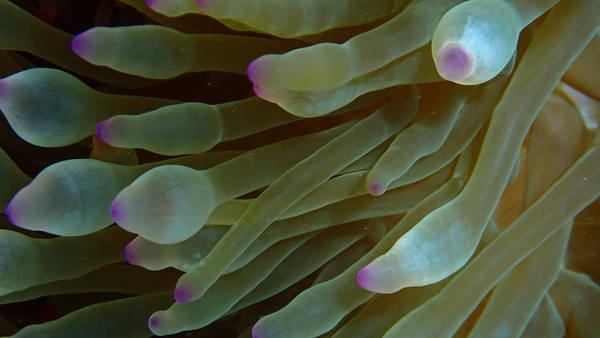 Grey and Purple Anenome by Hugh E Aaron
