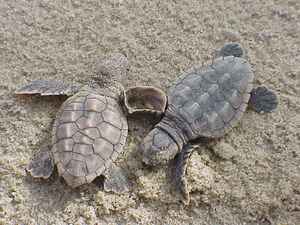 Loggerhead Sea Turtle Hatchlings