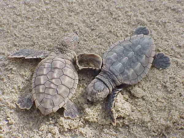 Loggerhead Sea Turtle Hatchlings Print