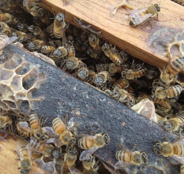 Bee Hive By Phil  Print