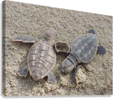Loggerhead Sea Turtle Hatchlings Canvas Print