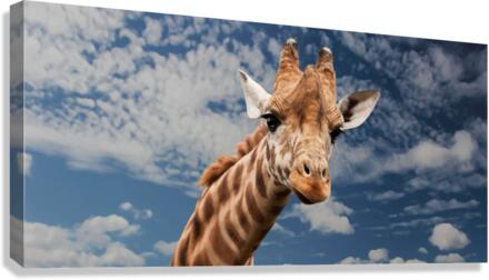 Silly Giraffe  Canvas Print