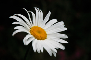 A Flower
