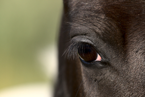Eye of an Eye