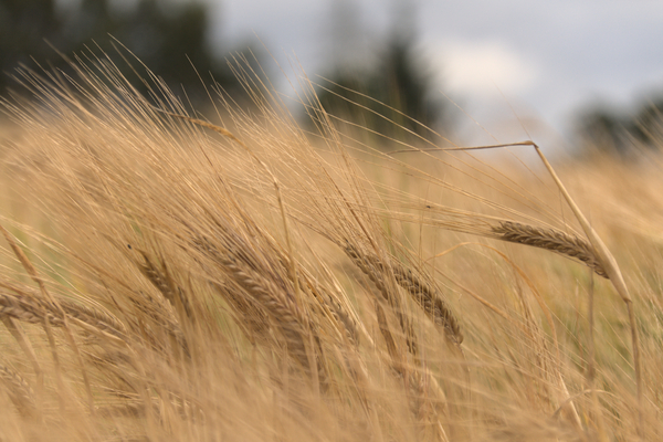 Wind in the Barley by Jim Fitzpatrick