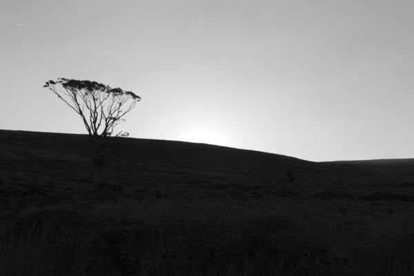 Tree Silhouetting by Jim Fitzpatrick