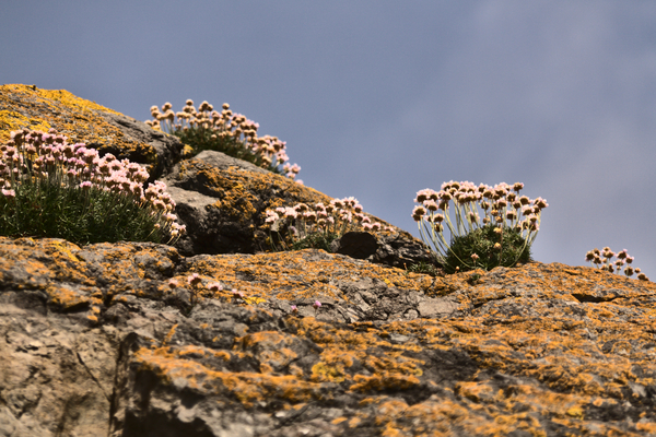 Rock Flowers by Jim Fitzpatrick