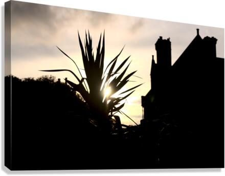 Evening Sun Canvas Print