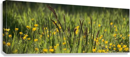 Spring in Bloom Canvas Print