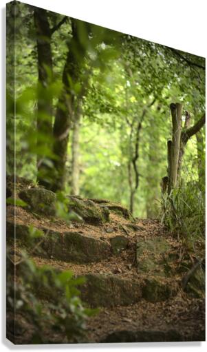 Steps to the wild Canvas Print