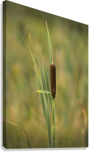 Corn Dog   Canvas Print