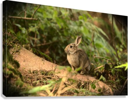 Wild Irish Rabbit Canvas Print