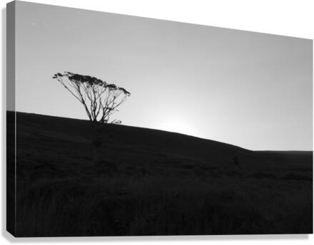 Tree Silhouetting Canvas Print