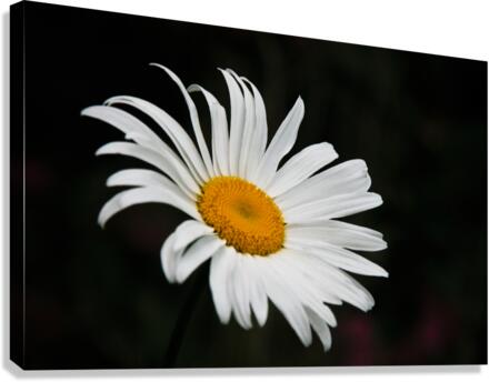 A Flower Canvas Print