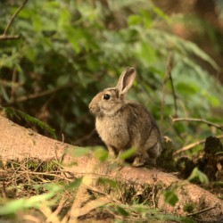 Wild Irish Rabbit