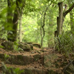 Steps to the wild