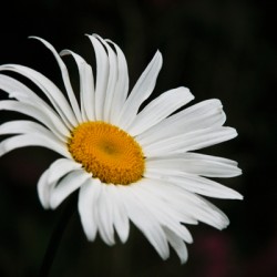 A Flower