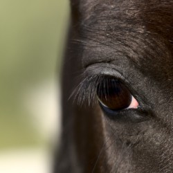 Eye of an Eye