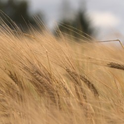 Wind in the Barley