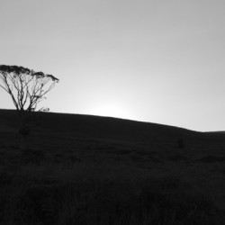 Tree Silhouetting