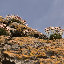 Rock Flowers