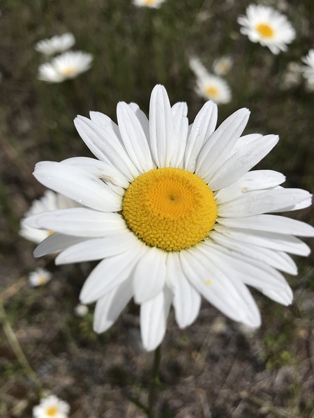 Wild Daisy Print