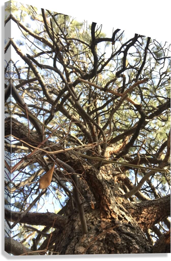 Gnarly Tree Canvas Print