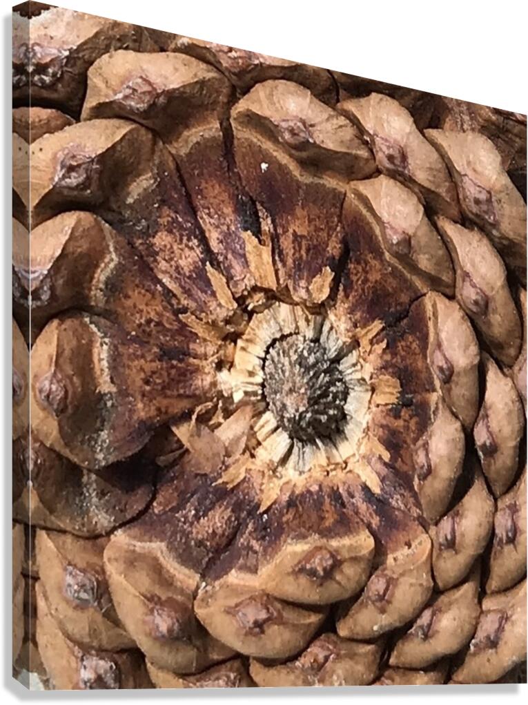 Cone Crown Canvas Print