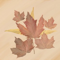 Jenny 55.5x 42 in