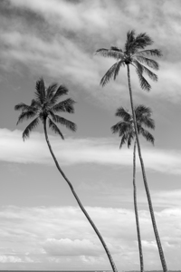 Hawaiian palms BW