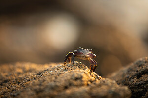 Crab by Andre Stockwell