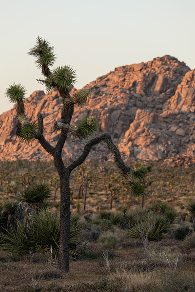 Joshua Tree National Park by Andre Stockwell